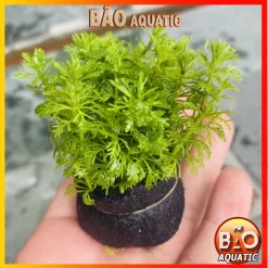 Cây thủy sinh tiểu bảo tháp để bể cáo